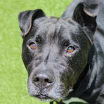 Thumbnail photo of Beef Jerky #4