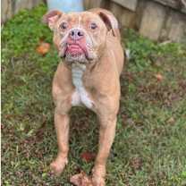 Thumbnail photo of Kermit #4