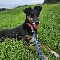 Thumbnail photo of Rumi #1