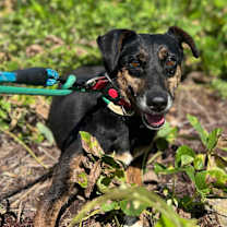 Thumbnail photo of Rumi #3