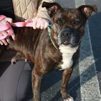 Thumbnail photo of Satchel #2