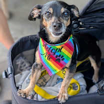 Thumbnail photo of Peggy #3