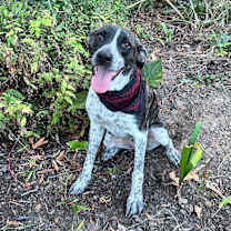 Thumbnail photo of Oreo Beignet #3