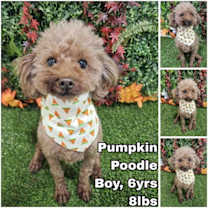 Thumbnail photo of Pumpkin from Korea #1
