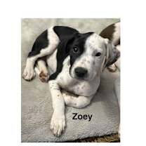 Thumbnail photo of Zoey #2