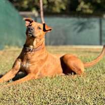 Thumbnail photo of Samantha AKA Sammy #4