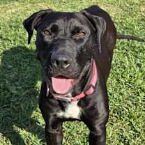 Thumbnail photo of Horse #1