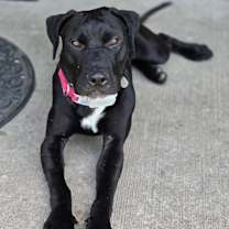 Thumbnail photo of Horse #3