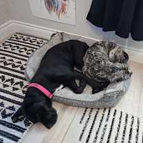 Thumbnail photo of Horse #4