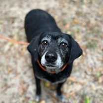 Thumbnail photo of Buddy #1