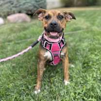 Thumbnail photo of Gnome *CL* #1