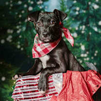 Thumbnail photo of Millie (p) #1