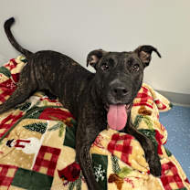 Thumbnail photo of Stella #1