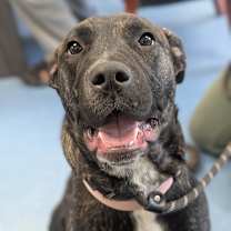 Thumbnail photo of Stella #2