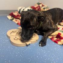 Thumbnail photo of Stella #3