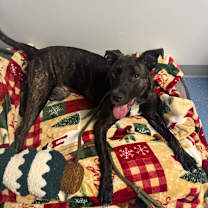 Thumbnail photo of Stella #4