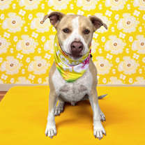 Thumbnail photo of Ferris-ADOPT Me! #1