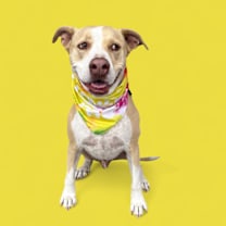 Thumbnail photo of Ferris-ADOPT Me! #3