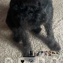 Riley- Rehoming Fee $50