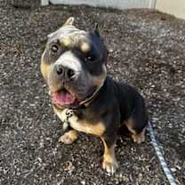 Thumbnail photo of Gator #1