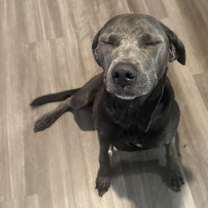 Thumbnail photo of Iris #1