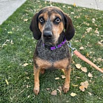 Thumbnail photo of Apple #1