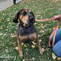 Thumbnail photo of Apple #2