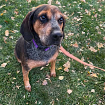 Thumbnail photo of Apple #3