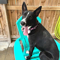 Thumbnail photo of Ringo #3