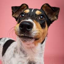 Thumbnail photo of Franco #2