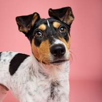 Thumbnail photo of Franco #4