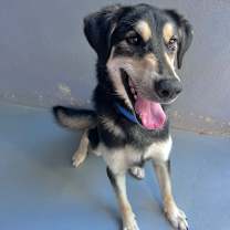 Thumbnail photo of KRATOS #2