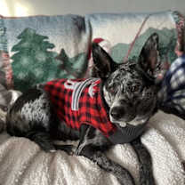 Thumbnail photo of Jasper #2