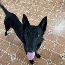 Thumbnail photo of Murphy #1