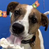 Thumbnail photo of Benji #1