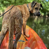 Thumbnail photo of Bo #3