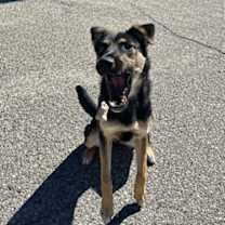 Thumbnail photo of Bentley #2