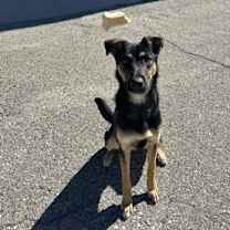 Thumbnail photo of Bentley #3