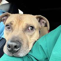 Thumbnail photo of Diesel #2