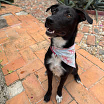 Thumbnail photo of Daisy #3