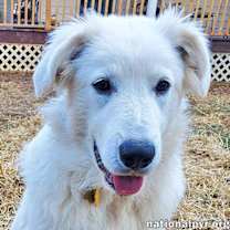 Thumbnail photo of Sapphire in KY - A Bundle of Fun! #1