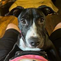 Thumbnail photo of Twizzler #1