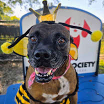 Thumbnail photo of Dolly #1