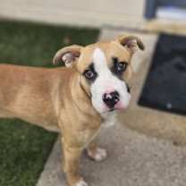 Thumbnail photo of Nova #2