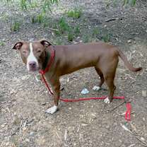 Thumbnail photo of Nicki #3