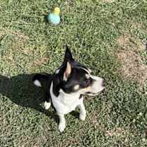 Thumbnail photo of Foxy #4