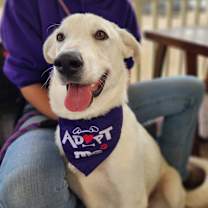 Thumbnail photo of Dandi BW #4