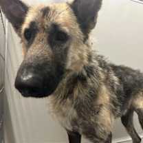 Thumbnail photo of Emmett #2