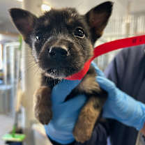 Thumbnail photo of Ghost #2