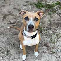 Thumbnail photo of Yama #1